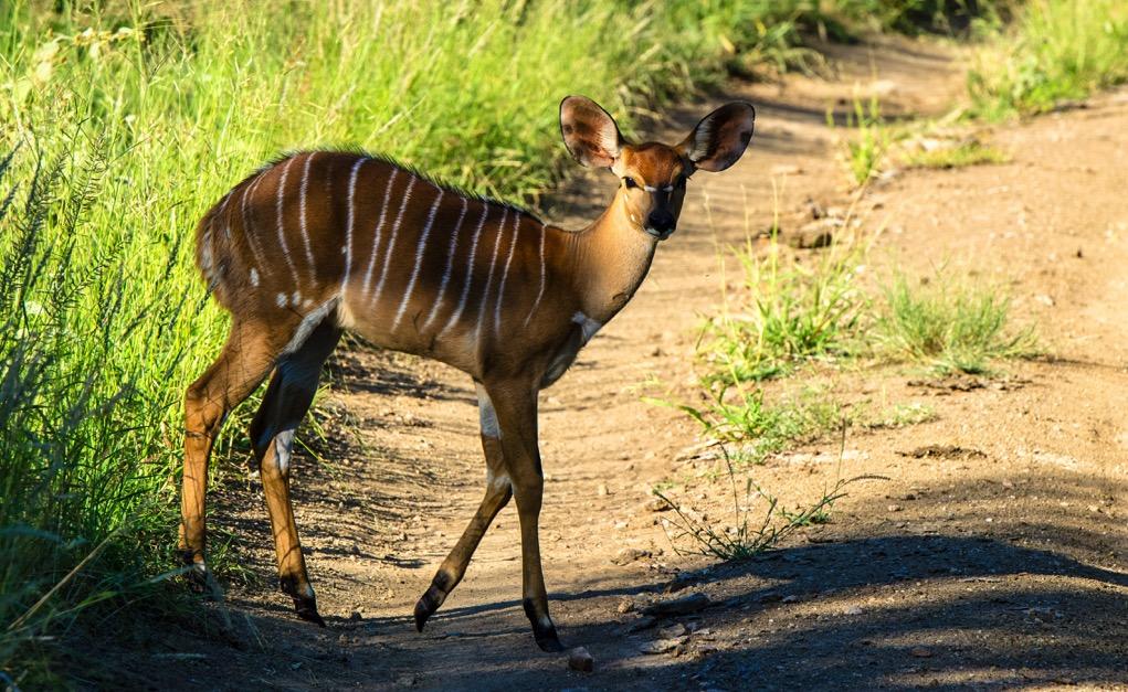 This female nyala's coat stands out against the gravel road, but to a predator it mimics the shafts of light between blades of grass.