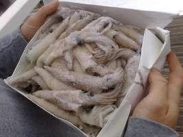 Dead & Cut Baits Squid Bonita Belley Northern Mackerel