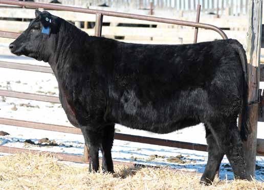8 +49 +93 +19 +45 RITO 707 OF IDEAL 3407 7075 S A V BLACKCAP MAY 4136 CAF 48 D: PAULINE OF RAINBOW HILLS 59U A fancy well made Renown daughter, the Pauline cow family have done a great job and have