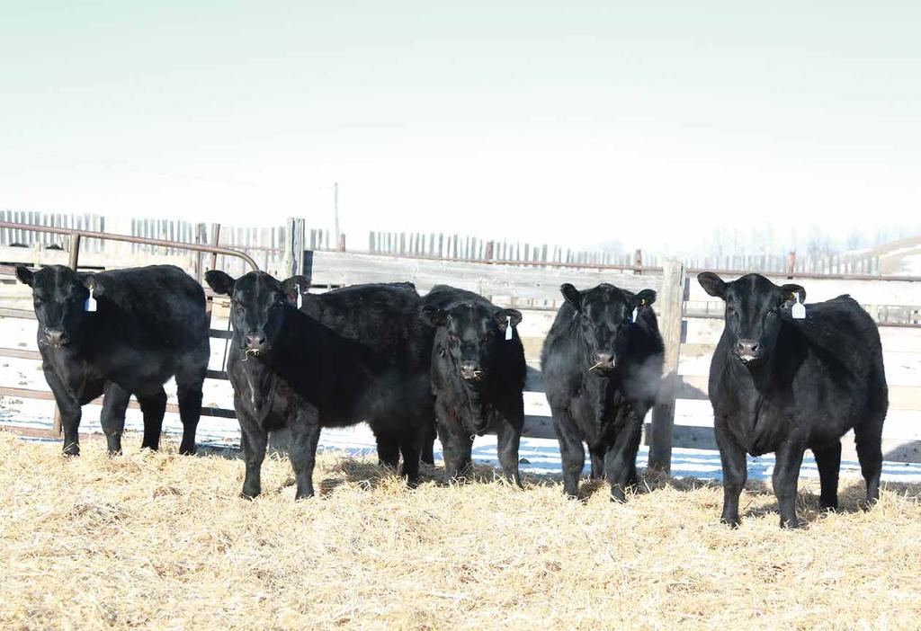 From the BOHRSON MARKETING TEAM Warren Beck and his family at Rainbow Hills Ranch have built a stellar program backed by many of the most proven bloodlines in the Angus industry.