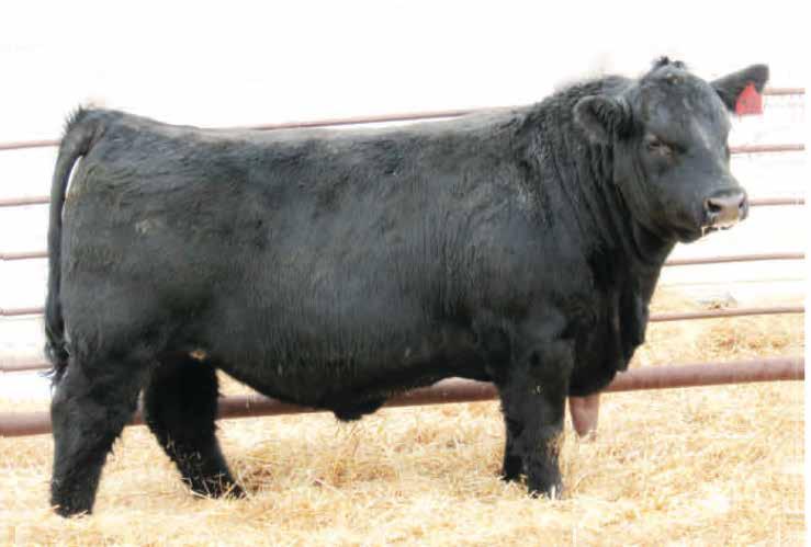 He is a bull that we chose because of his structure and conformation as well as his exceptional growth.