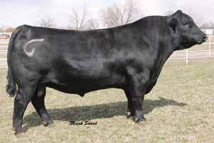 S A V RENOWN 3439 Pioneer is a calving ease bull with explosive growth, his daughters are outstanding he makes them fancy, angular and beautiful udders, His progeny are structurally sound with