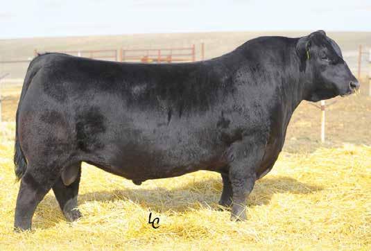 A bull that we chose to use as an AI sire for his ability to add performance in an eye appealing yet functional package, you will find his calves to be sound footed, correct cattle with plenty of