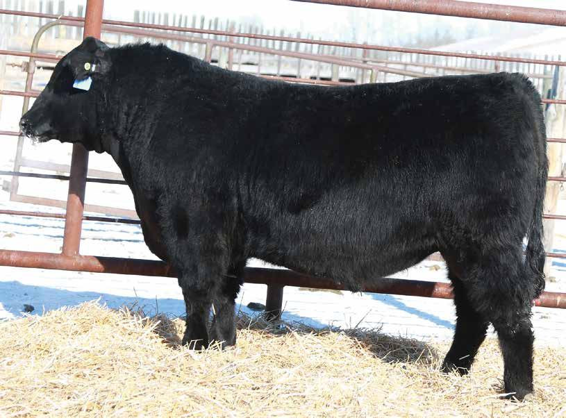 LOT 1 A powerful Renown son that has been a stand out catching every one s eyes. A smooth made, long bodied bull with tremendous growth.