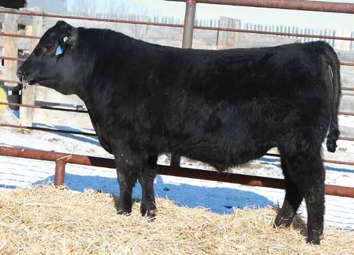 thickness, a calving ease bull that will let you sleep at night. RAINBOW HILLS Focus 27E #1991454 VWB 27E February 24 2017 75 670 1220 +13.0-0.