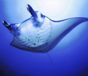 SOME OF OUR DIVE SITES: Manta Block is a manta cleaning station inside North Channel; the past couple of years during the manta season (November to April) we have always found mantas being cleaned on