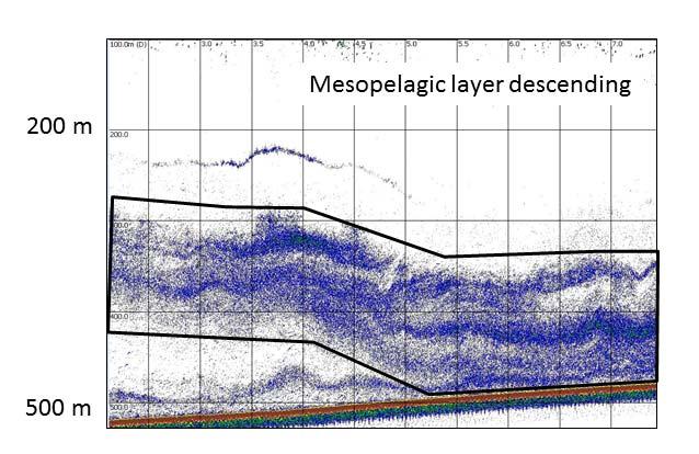 Figure 24: Examples of an echogram from stratum 1&2 showing mesopelagic layers descending at dawn.