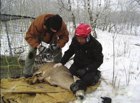 Figure 2. Hadlig ad preparig a radiocollar for a captured mule deer. Groud trappig was ot as successful as previous years (18.6 trap ights/deer i 2008-2009 vs. 7.
