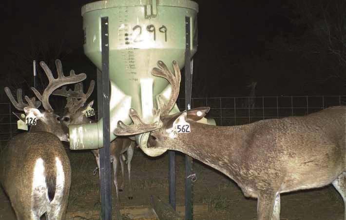 Texas using the helicopter net gun method. Each captured deer was tagged with two uniquely colored and numbered ear tags, one in each ear.