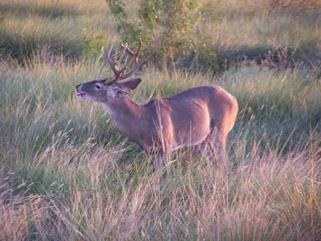 Habitat quality = deer condition Fawn production as a function of rainfall Arid lands = strong influence of rain Regional Soil Quality in Mississippi: May be highly variable Regional Variation in