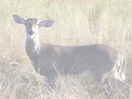 Deer density, habitat quality (nutrition) good Yes Yes Yes Yes Yes Yes Is fawn production and survival high? Are <40% of yearling bucks culls?