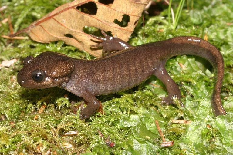 (very different from western red-backed salamander). Top right: Ambystoma gracile. (photo William Flaxington).