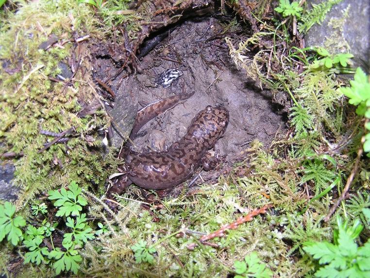 giant salamanders are adapted for