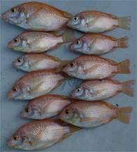 Material source Red Tilapia seeds selected in Ecuador 100 families (100 children populations from