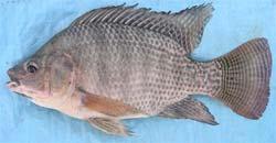 Introduction Tilapia: Common name for all the fish undercichlidae family.