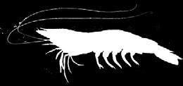 USA EU Japan Canada Australia other White shrimp (Litopenaeus vannamei) is a high