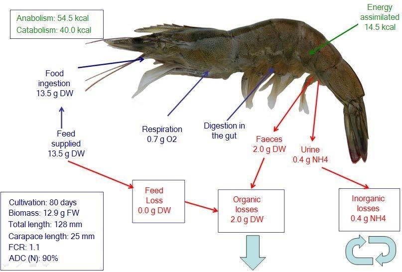 Individual mass balance for white shrimp cultivation Final weight: 12.