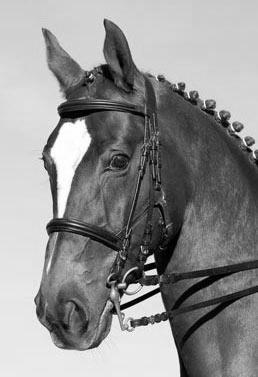 Permitted nosebands 1.