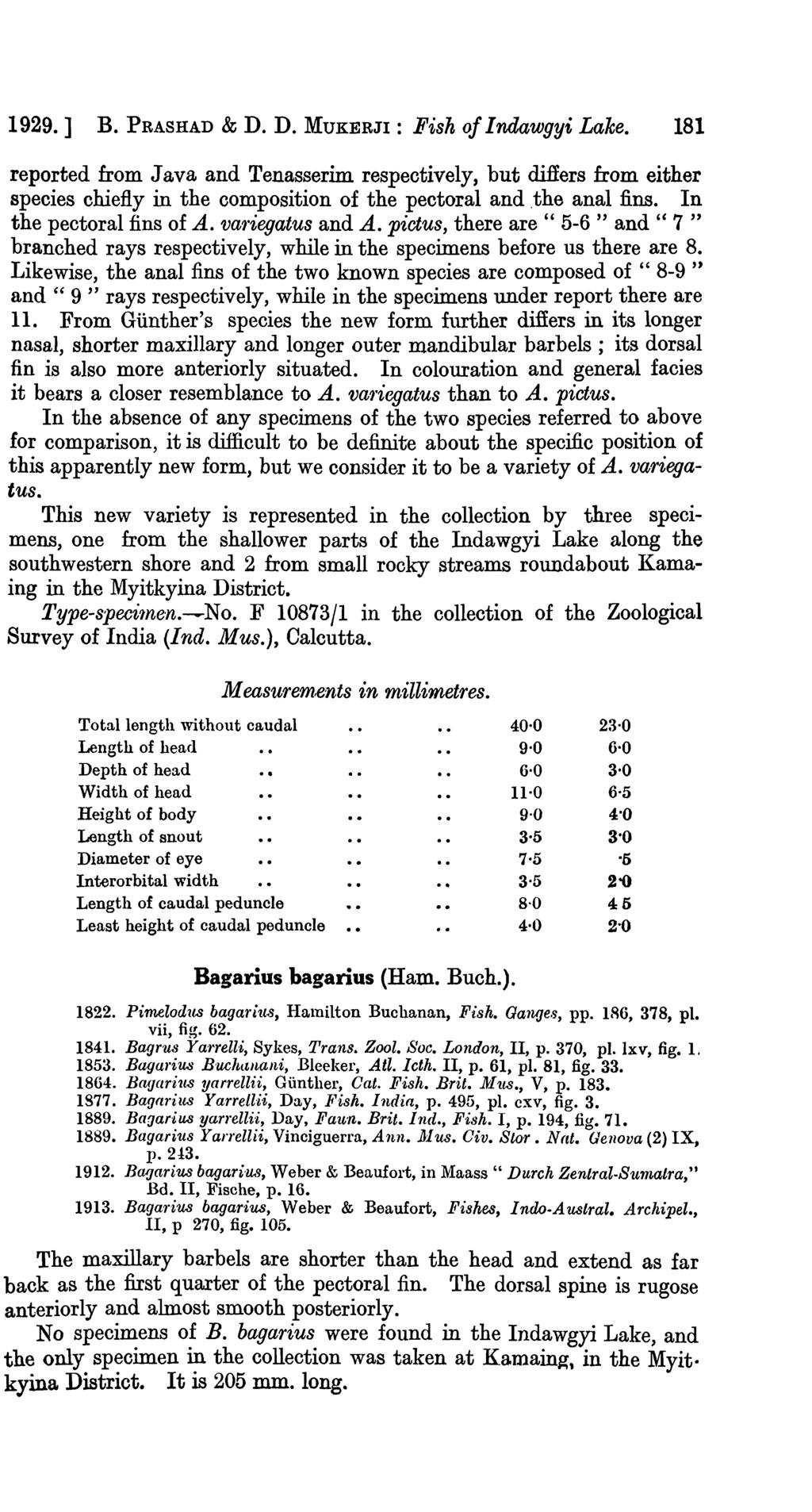 1929. ] B. PRASHAD & D. D. MUKERJI: Fish of Indawgyi Lake. 181 reported from Java and Tenasserim respectively, but differs from either species chiefly in the composition of the pectoral and.