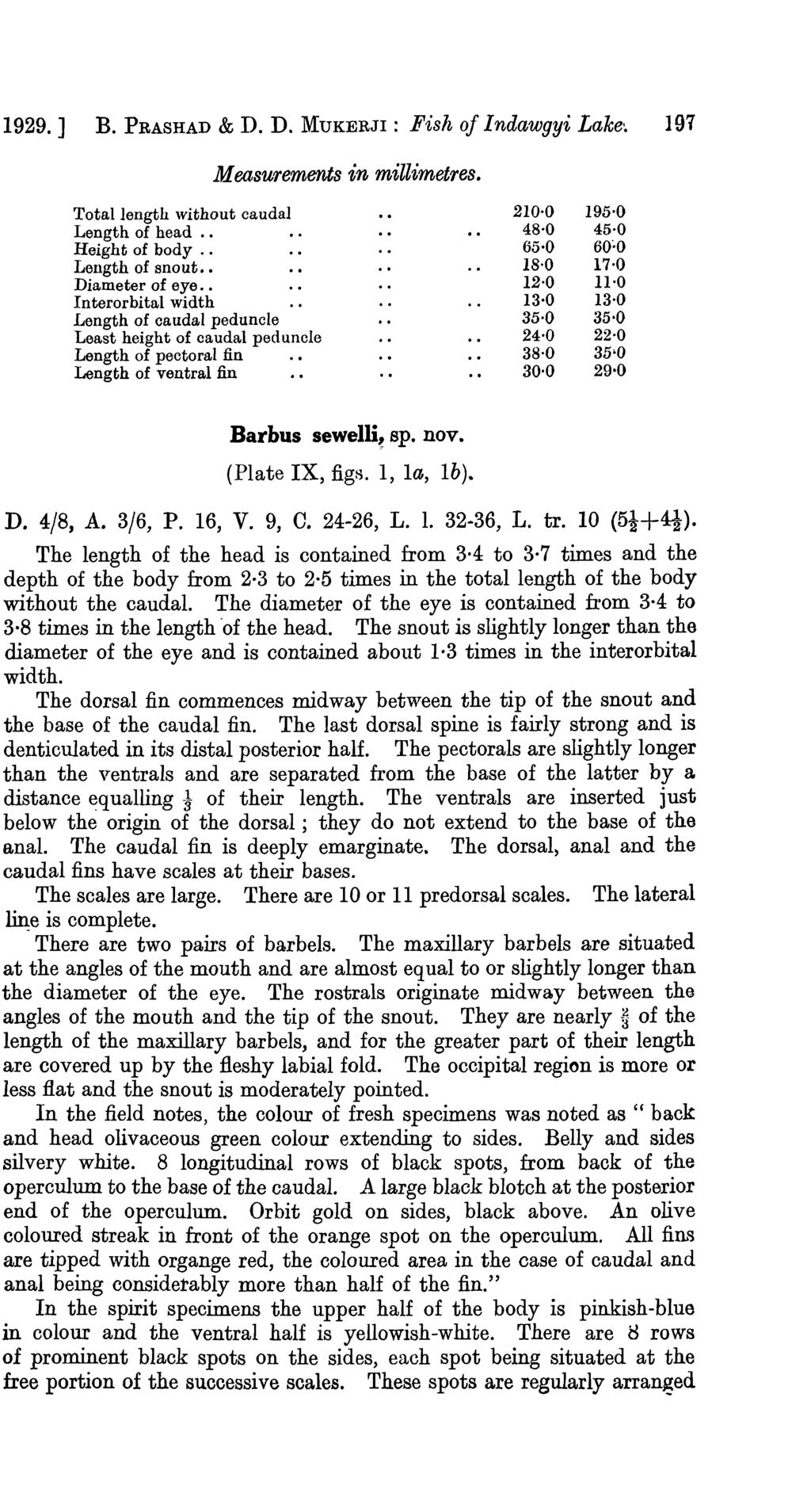 1929. ] B. PRASHAD & D. D. MUKERJI: Fish of Indawgyi Lake'. 191 Measurements in millimetres. Total length without caudal Length of head.. Height of body.. Length of snout Diameter of eye.