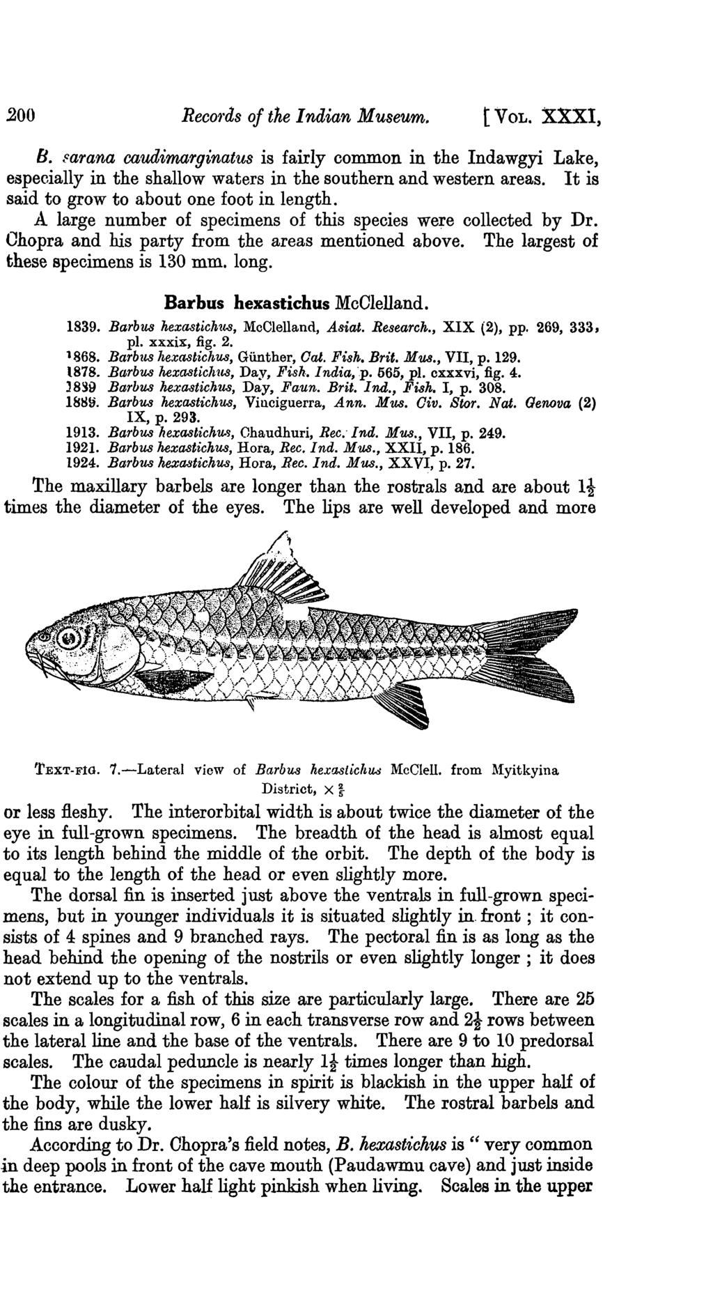 200 ReCOfds of the Indian Museum. tvol. XXXI, B. ~arana caudimarginatus is fairly common in the Indawgyi Lake, especially in the shallow waters in the southern and western areas.