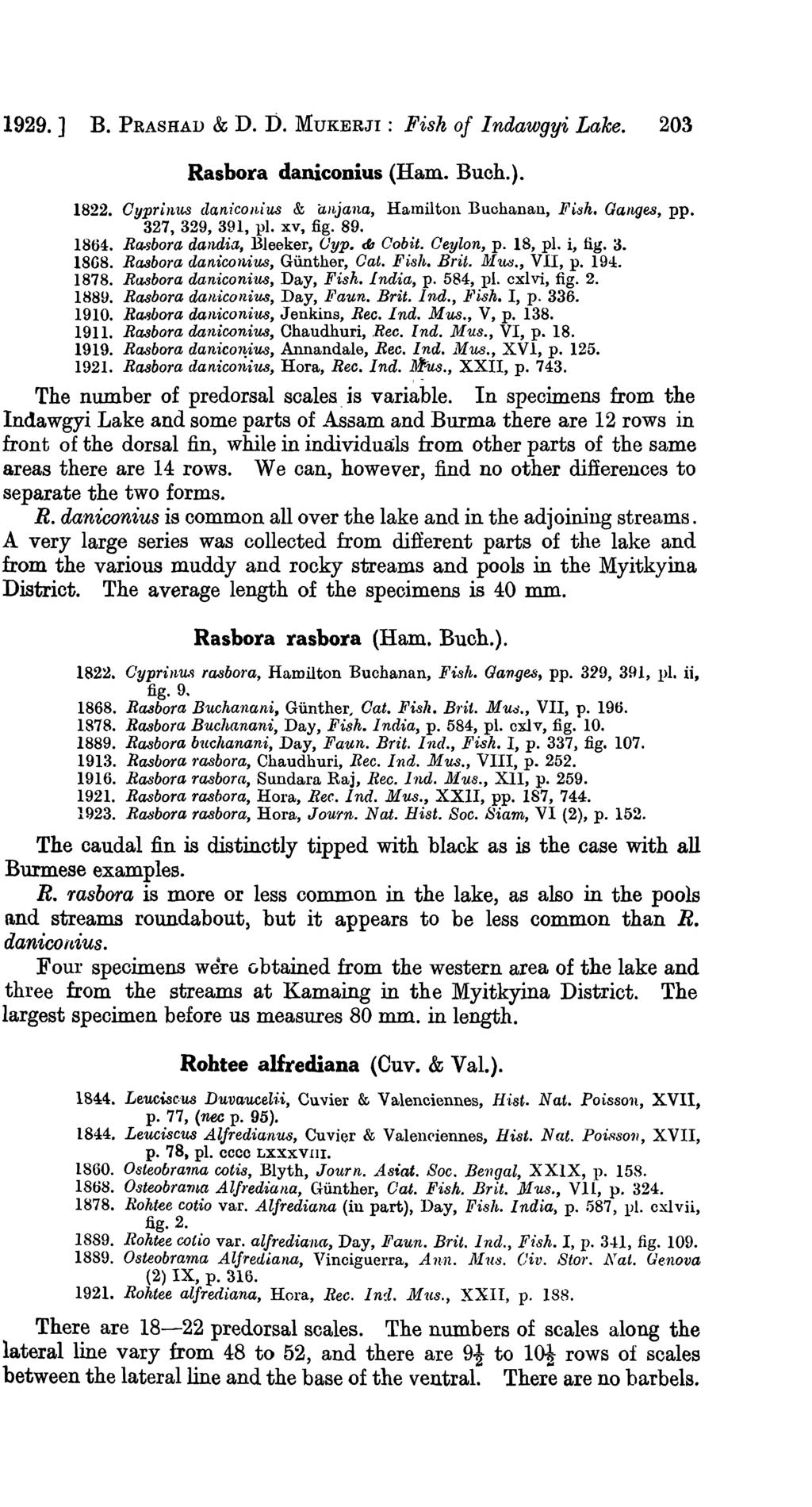 1929. ] B. PRASHAD & D. D. MUKERJI: Fisk of Indawgyi Lake. 203 Rasbora daniconius (Ham. Buch.). 1822. Oyprinus claniconius & anjana, Hamilton Buchanan, Fish. Ganges, pp. 327, 329, 391, pl. xv, fig.