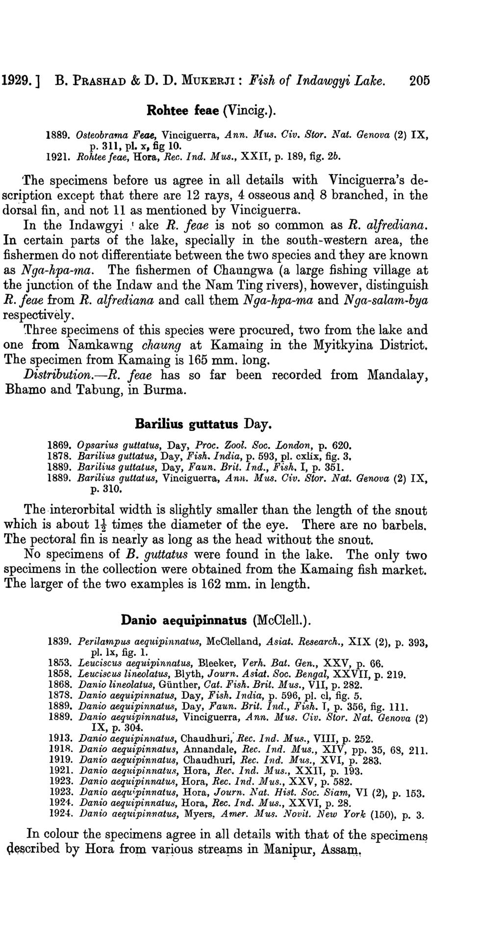 1929.] B. PRASHAD & D. D. MUKERJI: Fish of Indawgyi Lake. 205 Rohtee feae (Vincig.). 1889. Osteobrama Feae, Vinciguerra, Ann. lj.fus. Giv. Store.lvat. Genova (2) IX, p. 311, pl. x, fig 10. 1921.