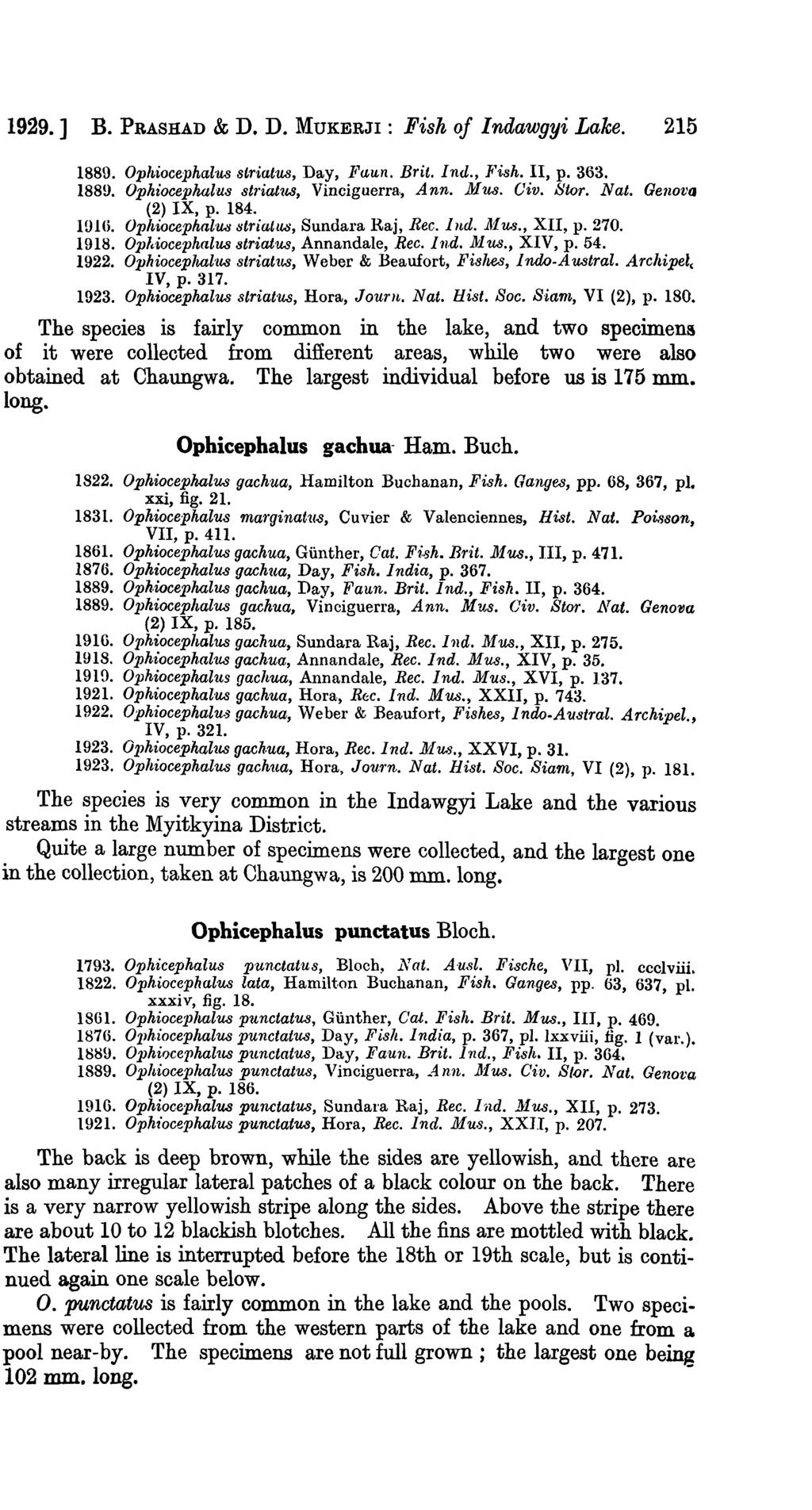 1929. ] B. PRASHAD & D. D. MUKERJI: Fisk of Indawgyi Lake. 215 1889. Ophiocephal'U8 striatus, Day, Faun. Brit. Ind., Fish. II, p. 363. 1889. Ophiocephal'us striat~(,$, Vinciguerra., Ann. 1JtI us. Giv.