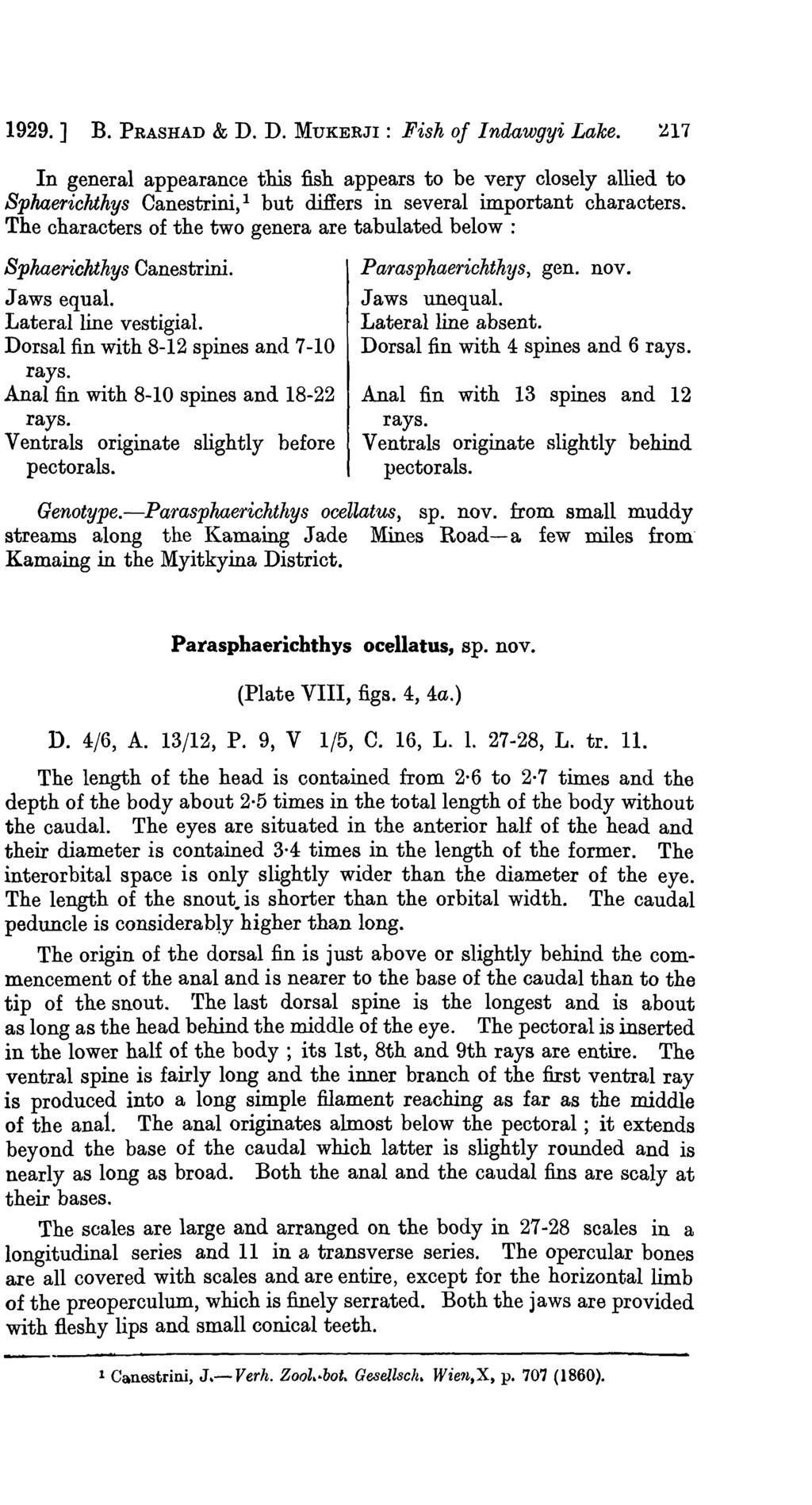 1929.] B. PRASHAD & D. D. MUKERJI: Fish of Indawgyi Lake.