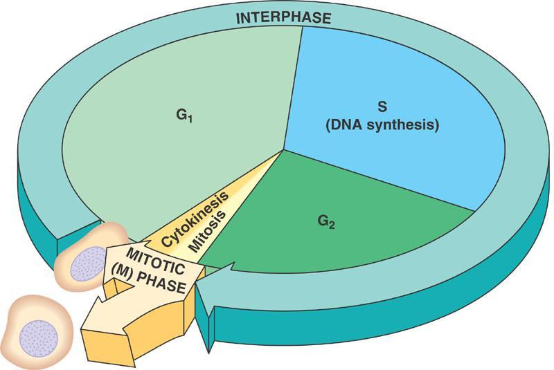 2 TEORETIČNI DEL 2.1 MITOZA Mitoza je del procesa delitve somatskih celic oziroma delitev jedra somatskih celic.