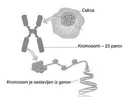 5. Telofaza: Kromosomi prispejo na pola. Okrog vsakega kompleta kromosomov se oblikuje jedrna membrana. Znotraj celice nastaneta dve ločeni jedri. Kromosomi se odvijejo in podaljšajo.