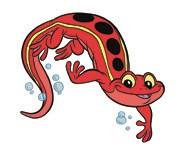 August 8 Sea Otter Salamander 5:00-5:30 pm 5:30-6:00 pm