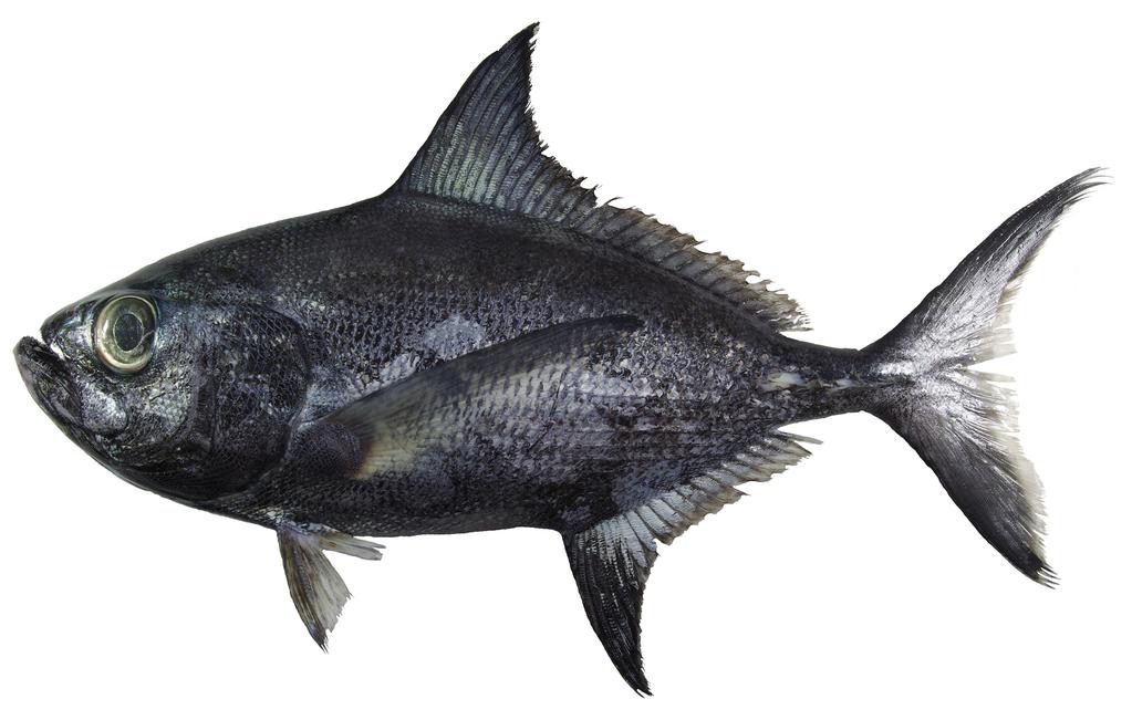 28 Mem Fac. Fish. Kagoshima Univ., 65 (2016) Fig. 1. Fresh specimen of Taractes rubescens (KAUM I. 80702, 389.8 mm SL, off Miagao, Panay Island, Visayan Islands, Philippines).