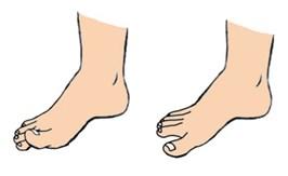 Toe Raises (Seated or Standing) On the upward and downward movement, count 111 up 111 down while lifting toes up and down.