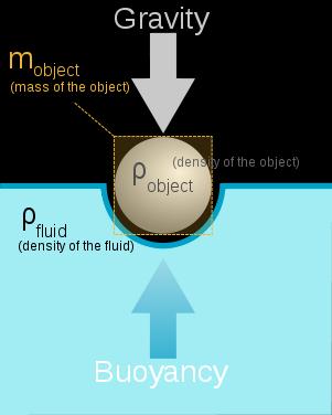 Buoyancy When an object is immersed in a fluid,