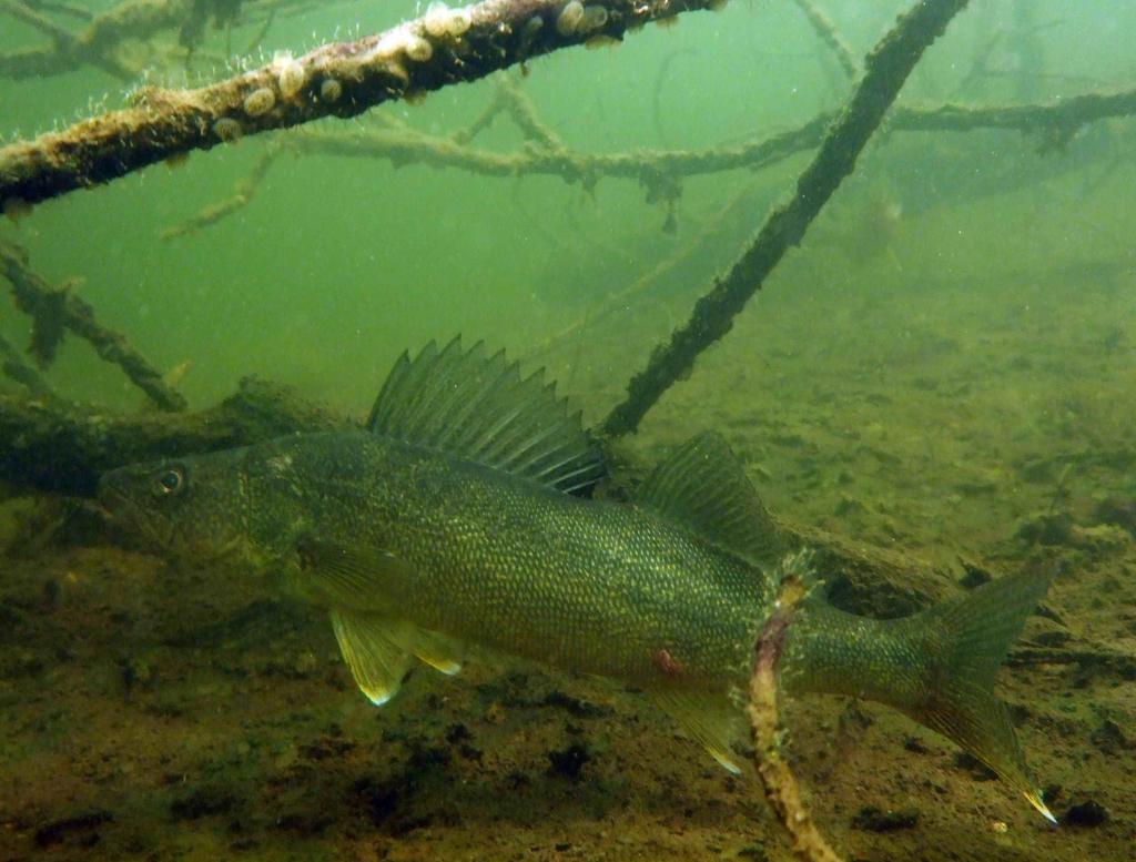 Walleye Reproductive Strategies: Spring Spawners Temp 6 12 C. Moving Water: 0.6 to 0.