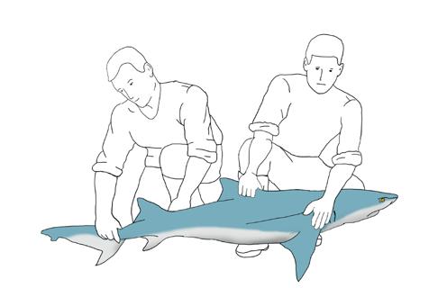 Handling of Large Sharks It is best to handle medium to large sharks with two