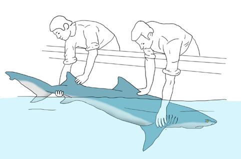 To release a large shark one person can hold the dorsal fin and pectoral fin,
