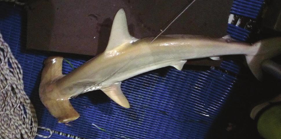 Species commonly encountered during fishing Smooth Hammerhead Scientific name: Sphyrna zygaena Other common names: Common Hammerhead Distinguishing Features: Similar in appearance to scalloped
