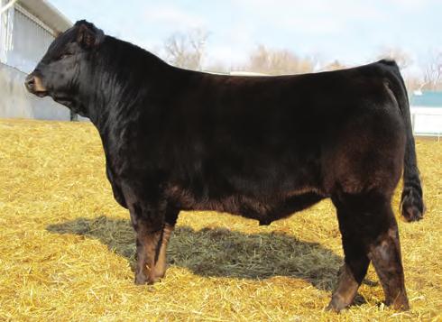 90 %RNK 30 5 10 20 25 15 20 Possible choice for heifers Extremely deep bodied The value of predictable genetics can be seen in Wulfs Ultra Diamond 8571U sons Owned with Wieczorek Limousin, Curt (605)