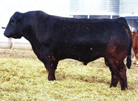 07 %RNK 15 30 15 10 30 10 30 55 45 Brought back to our program because of his ability to sire added muscle and performance Outcross lineage that will work on most of today s popular pedigrees Now