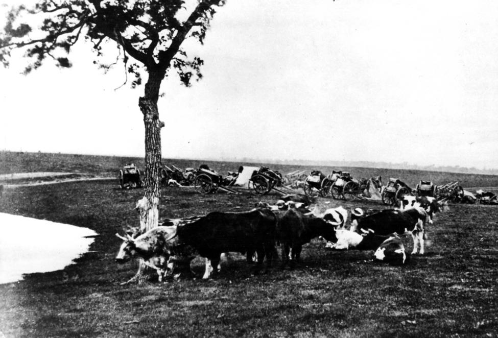 Figure 2 Red River cart train with oxen