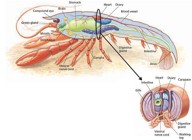 Section 2 Subphylum Crustacea