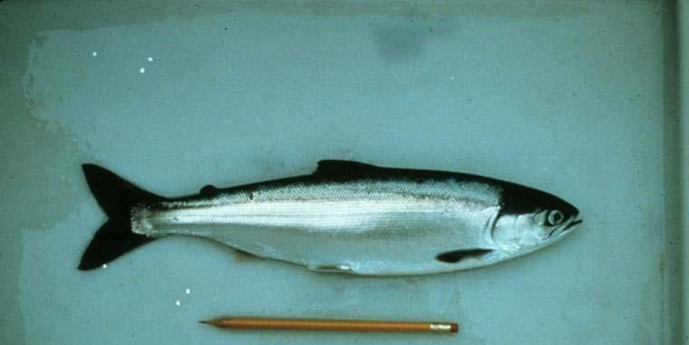 Extent of migrations at sea: Pacific salmonids show 4 migration patterns: 1.