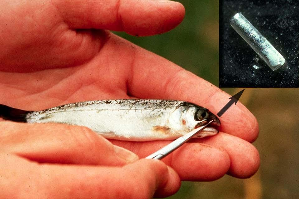 Juvenile salmon are tagged