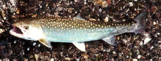 coastal waters near the natal stream: cutthroat trout,