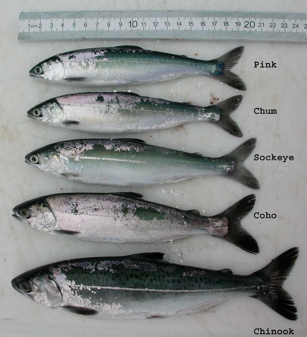 Post-smolt salmon are very similar, as indicated in this photo by Joe Orsi,