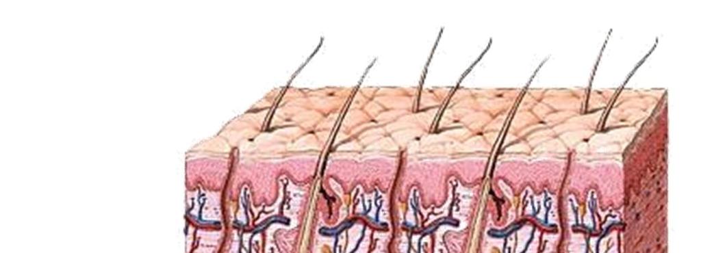Subcutaneous Tissue & Muscle Immediately beneath and attached to the dermis is the