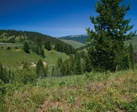 Snowmass Canyon Ranch - Colorado Pitkin County - Aspen 282 acres in the Aspen Valley Second largest privately held Roaring Fork River frontage Shared