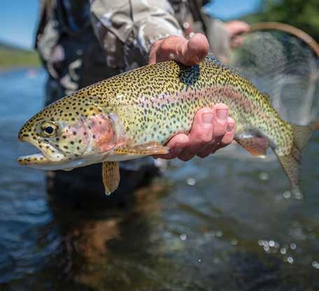 Three separate water sources are available to fish in the ranch: the White River, the upper South Fork, and Elk Creek.